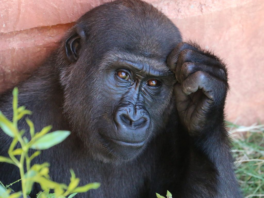 Chimpansee van Jane