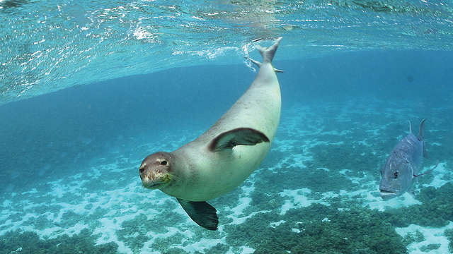 Monk Seal