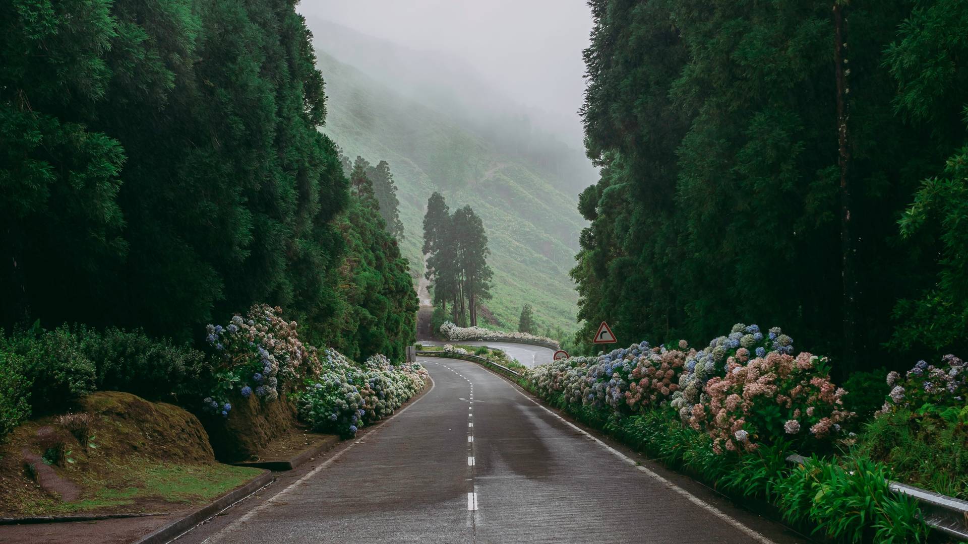 Hortensia's langs een autoweg op Flores, de Azoren