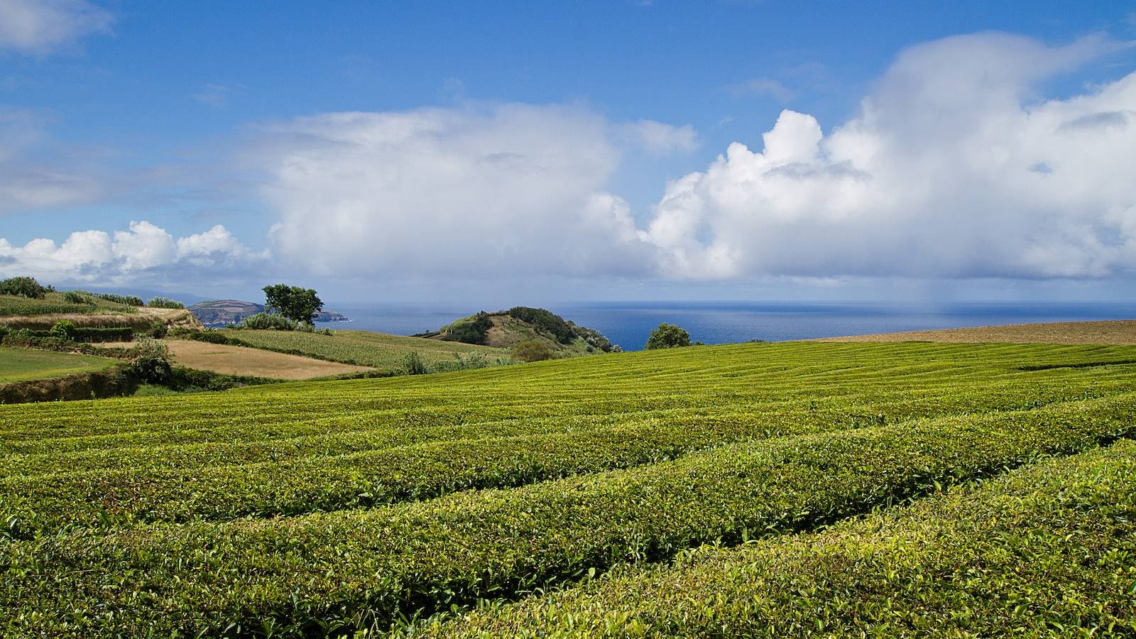 Uitzicht op de oceaan vanaf de theeplantage van Cha Gorreana tea factory