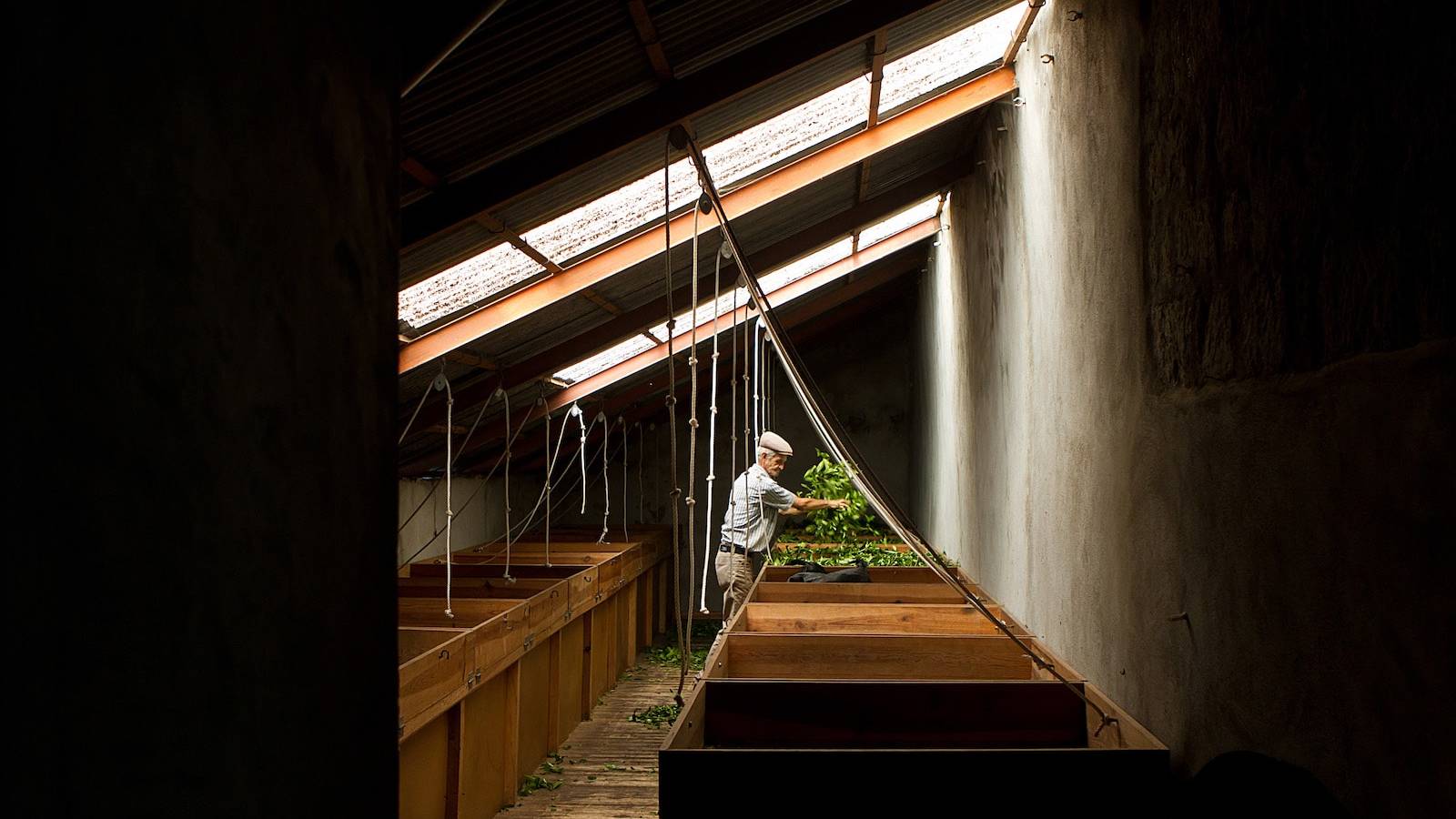 Het drogingsproces in de Cha Gorreana tea factory op Sao Miguel