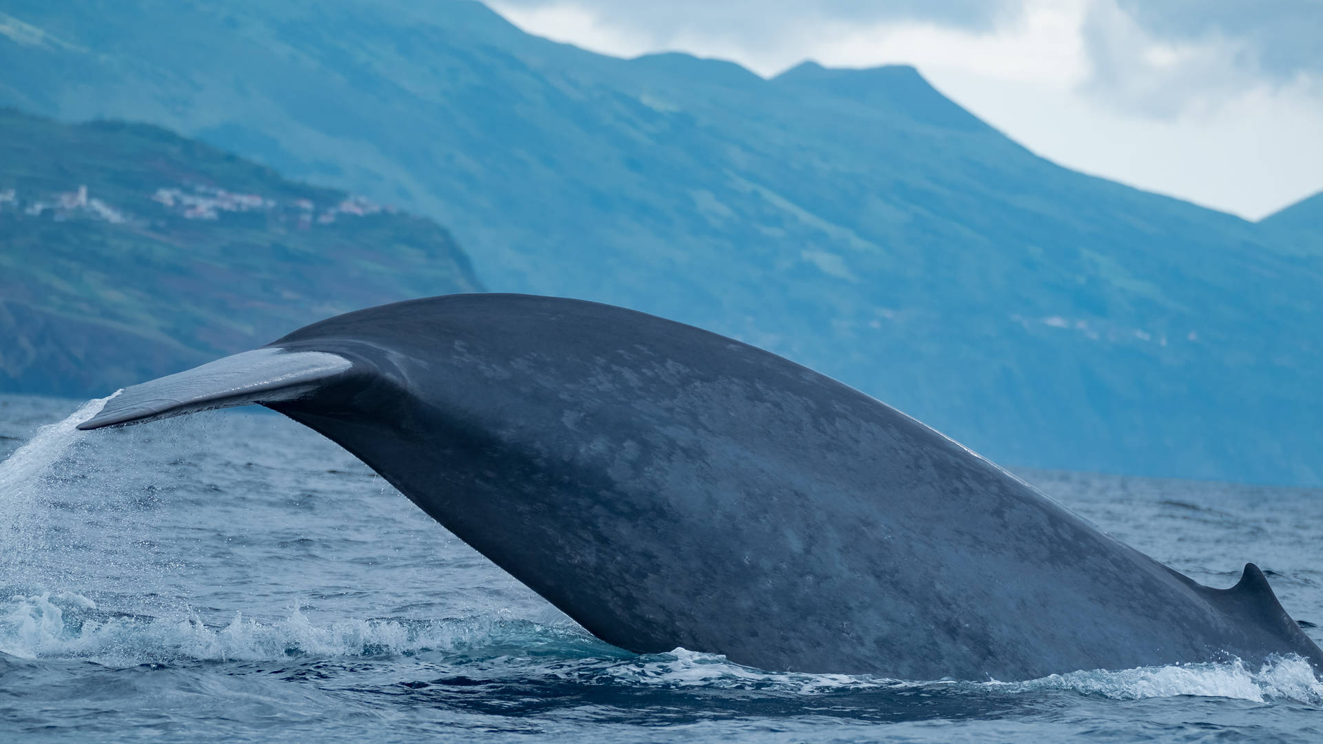 walvissen madeira najaar
