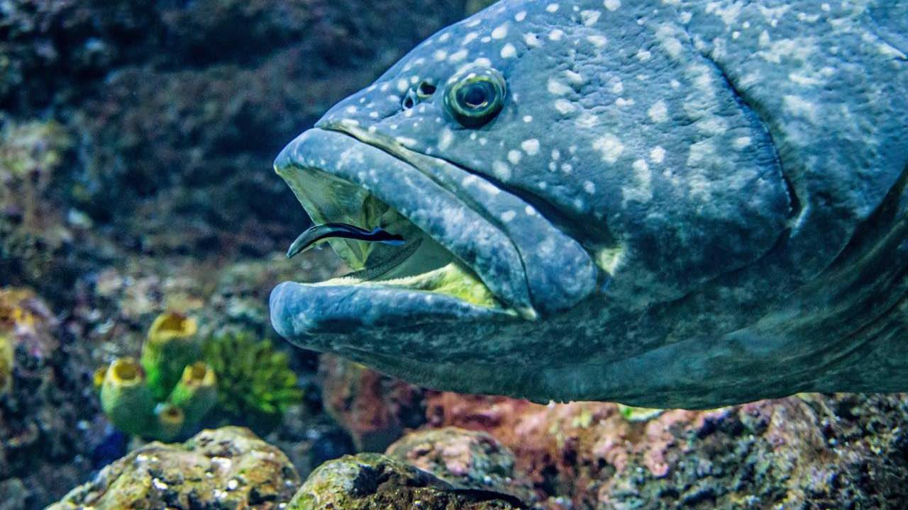 een grouper is zijn natuurlijke habitat - snorkelen madeira