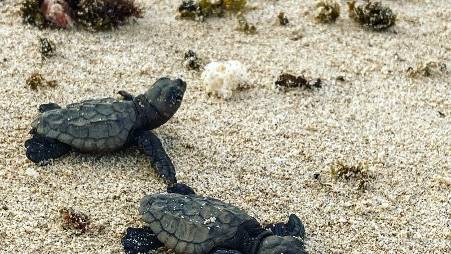 mannetjes schildpadden boa vista