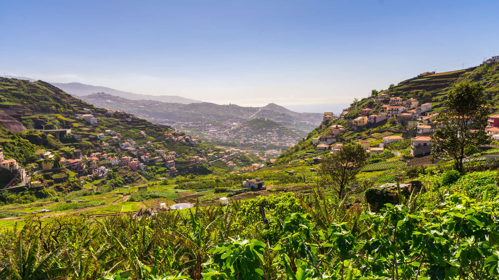 omgeving camara de lobos groen