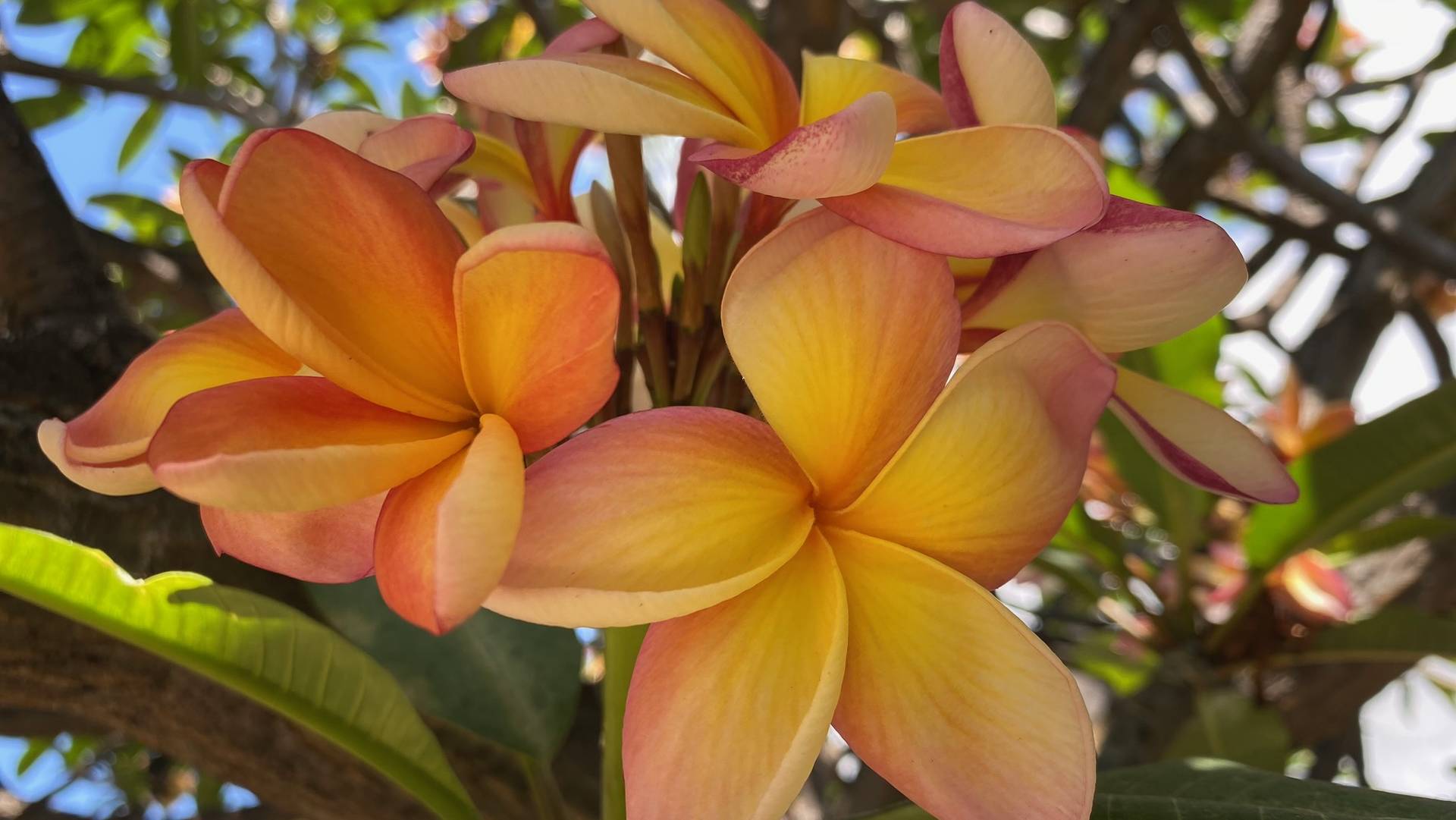madeira botanical garden bloemen