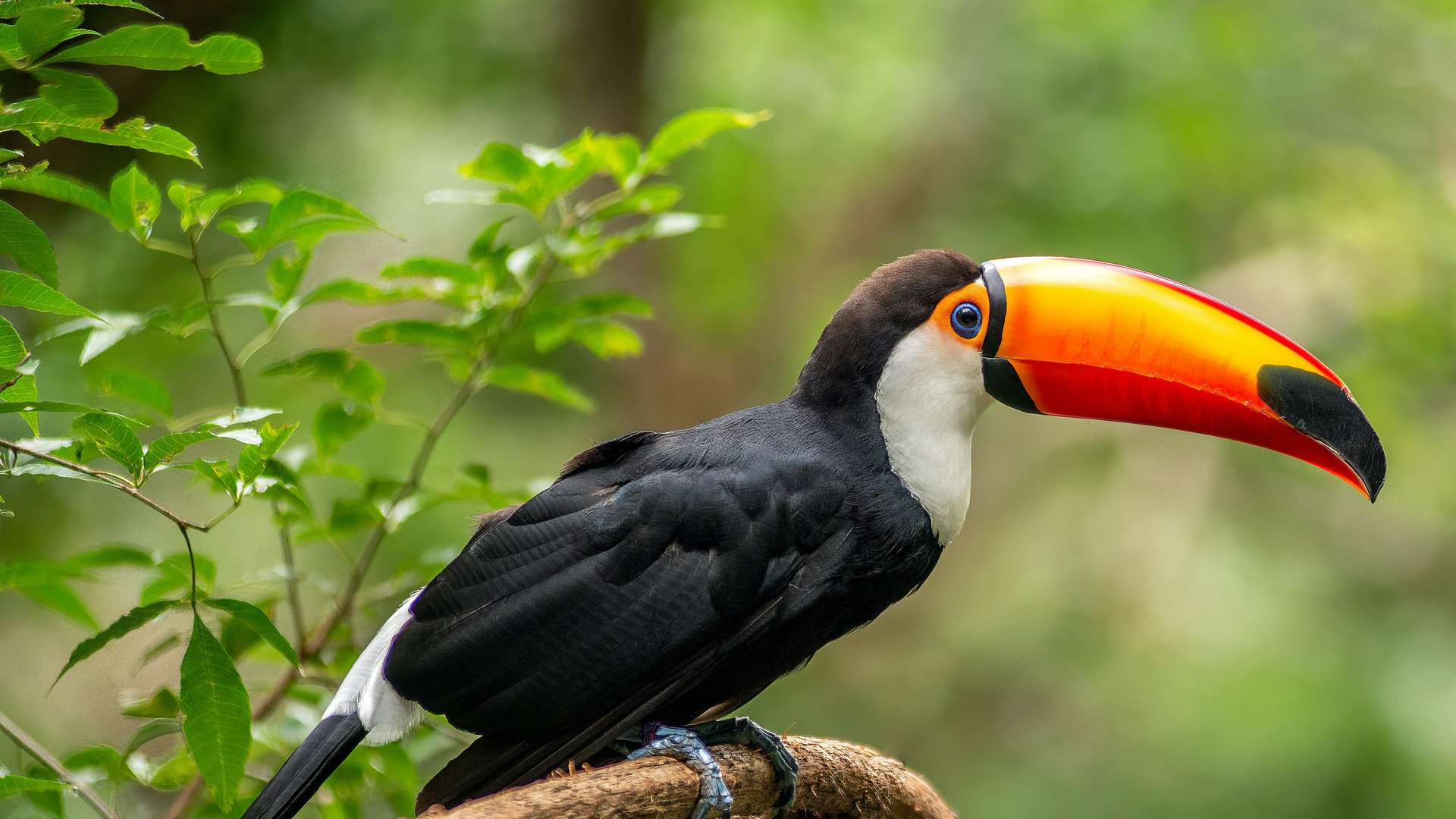 Wat is de tijd in Suriname?