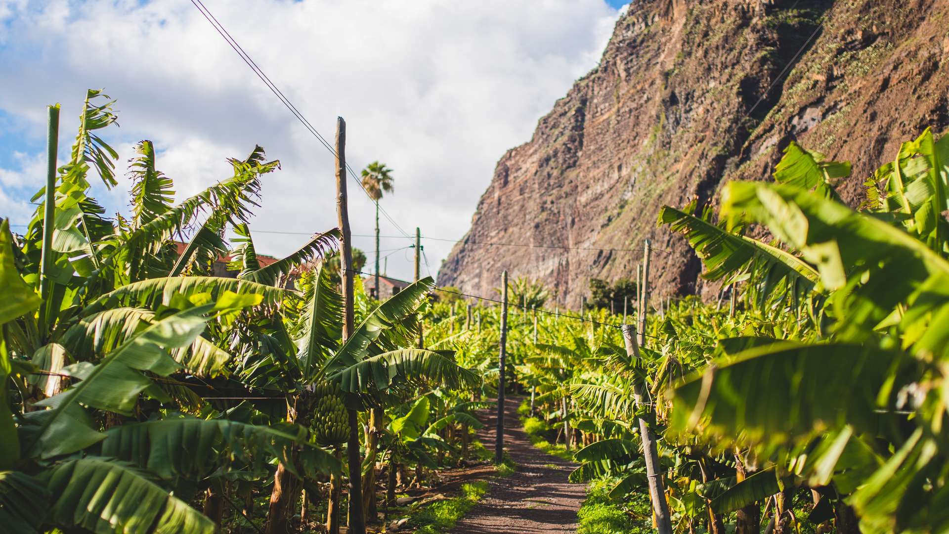 Wijn op Madeira