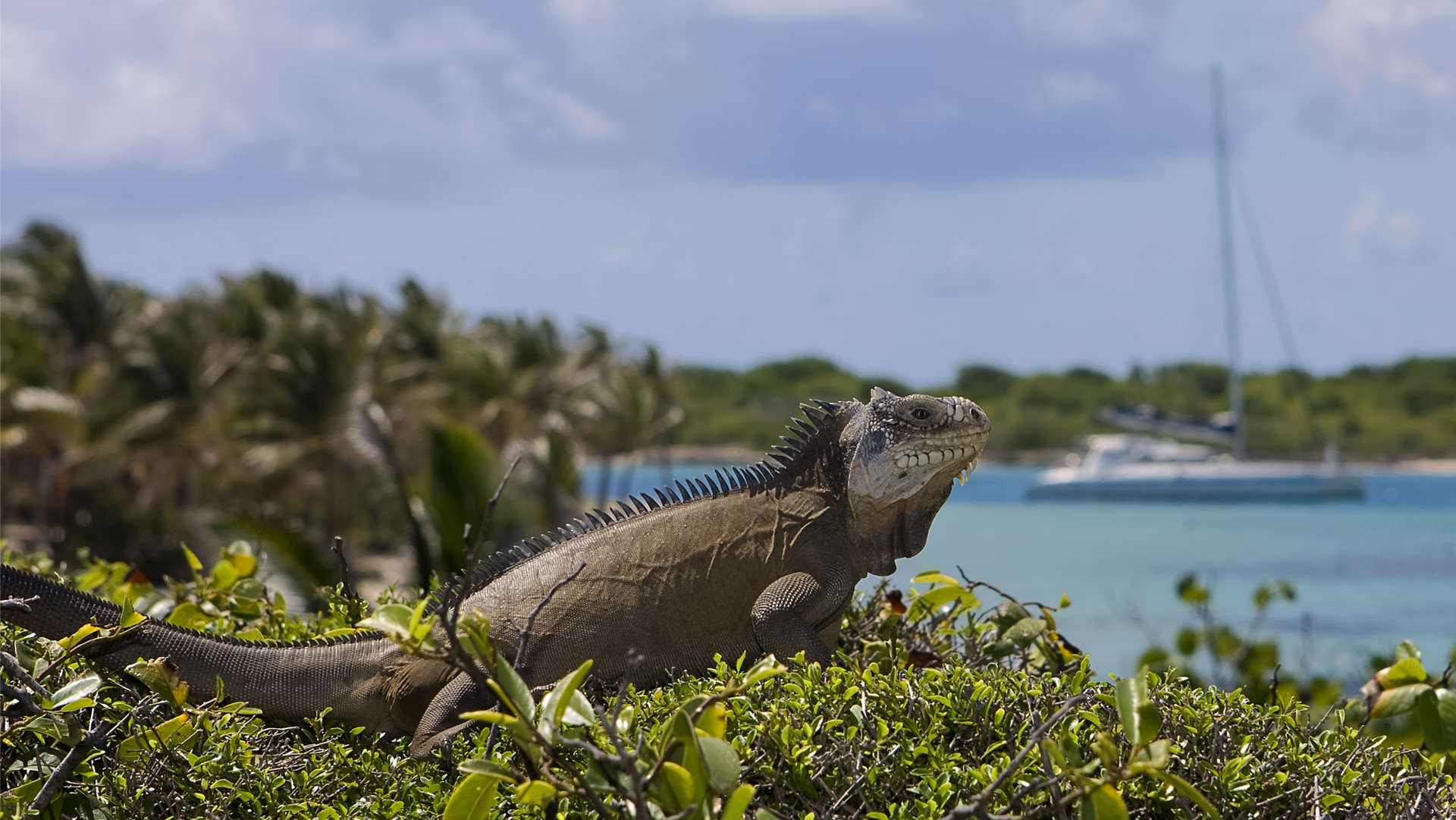 Guadeloupe op de kaart - Leguanen op Petit Terre
