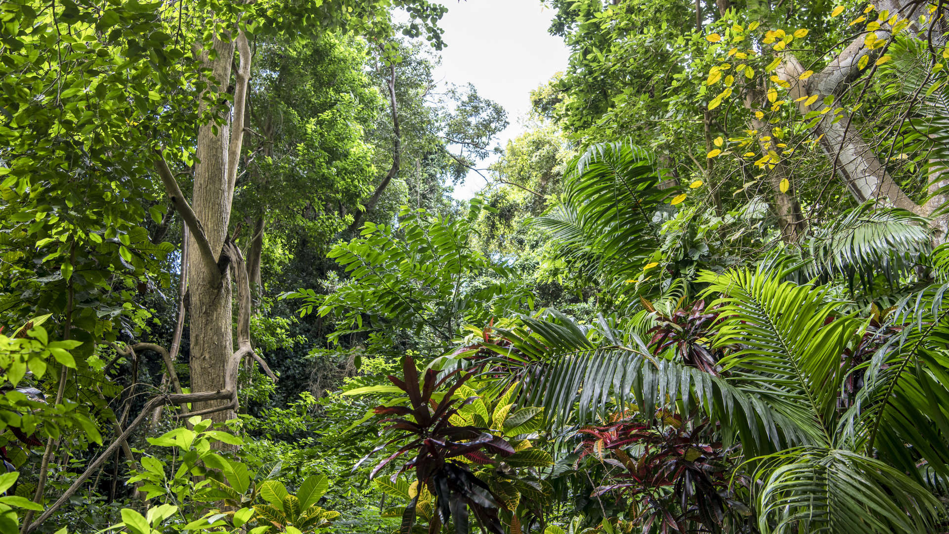 De tropische jungle nodigt je uit om te komen wandelen.